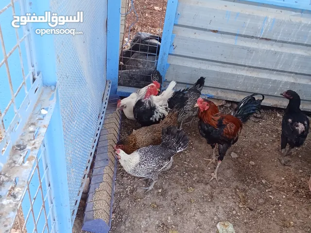 دجاج بلدي +خم جاج كبير