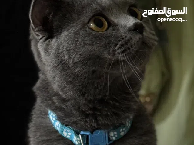 قط سكوتش فولد شورت هير لون مميز عمره 12 شهر اليف ومحصن وبسعر جميل