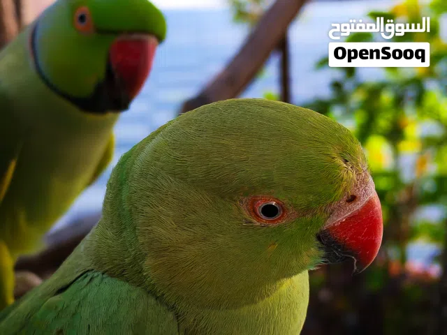 زوج ببغاء دره للبيع