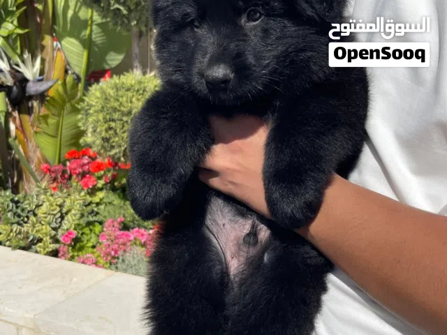 Males and females German shepherd puppies