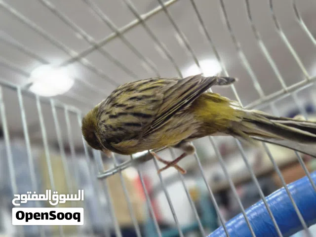 عصفور كناري حاجه الله يبارك
