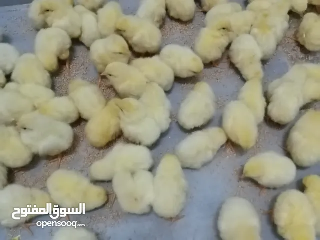دجاج لوهمان الأبيض للبيع