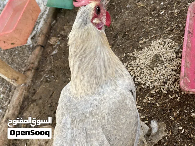 دجاجه وديج للبيع
