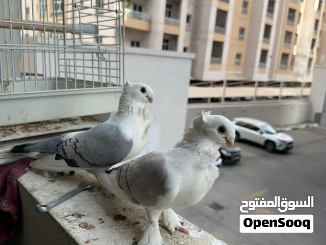 Santeen breeding pair