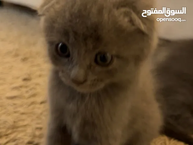 قطط سكوتش صغيره