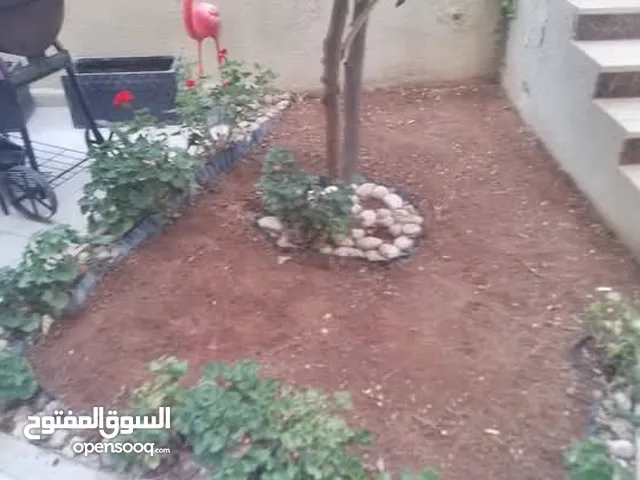 نجيل طبيعي عرووض مميز على نجيل طبيعي نجيل طبيعي أمريكي m5 رولات جاهزه 1_مزروع بتربه معقمه 2_مقصوص عل