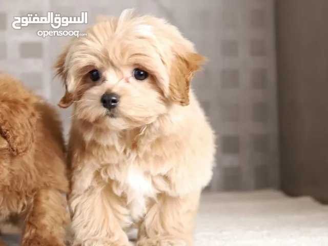 Maltipoo جراء مالتيبو