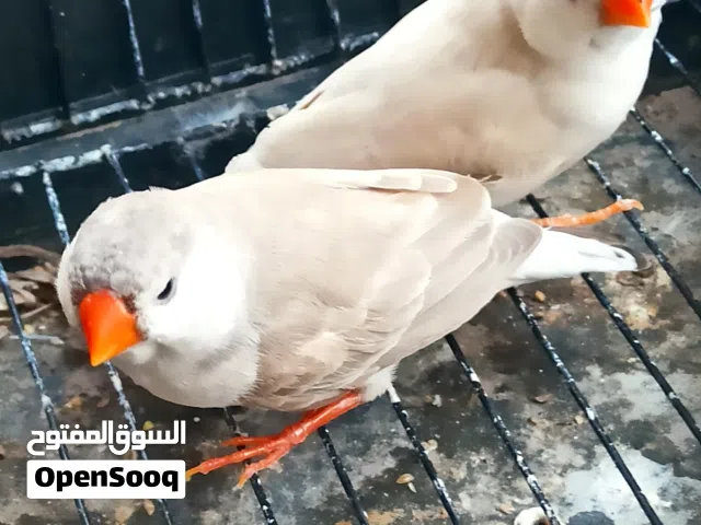 زوز انثاي غلاظ زييرا