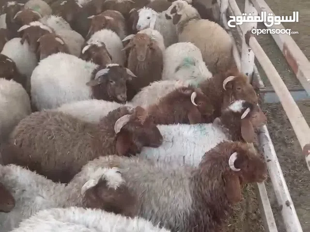 خرفان نعيمي هرفي شي طيب