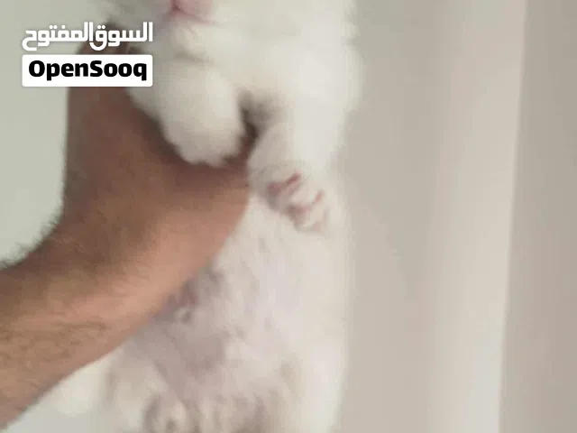 قطة شيرازي  العمر شهرين