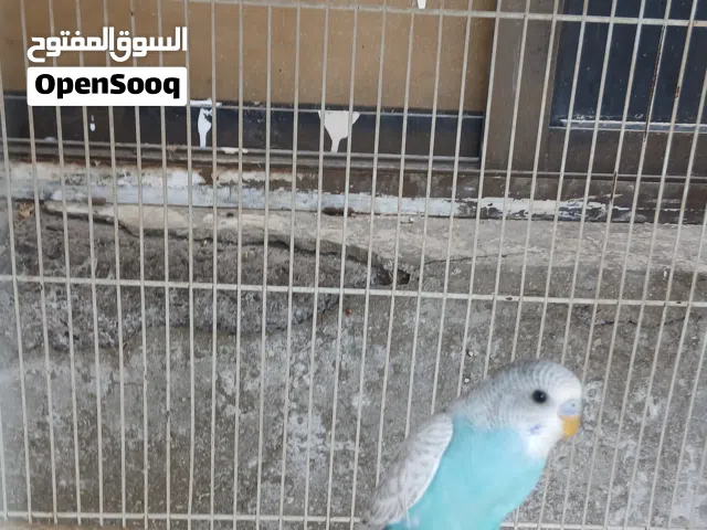 birds for sale