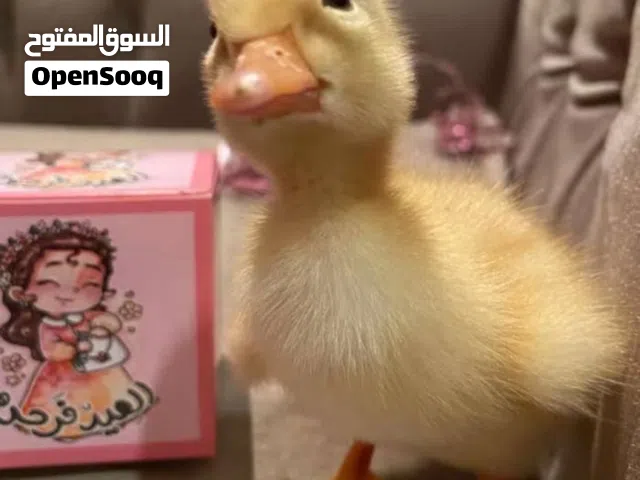 للبيع بش بط الحبه 1.800