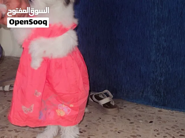 كلبه للبيع العمر ثلاث اشهر