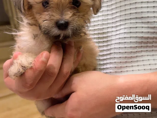 كلاب شيتزو ولاد وبنات متاح بيچ و ابيض في بيچ و بنى كلاب تربية بيت نضاف جداً