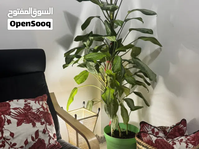 Natural indoor plants