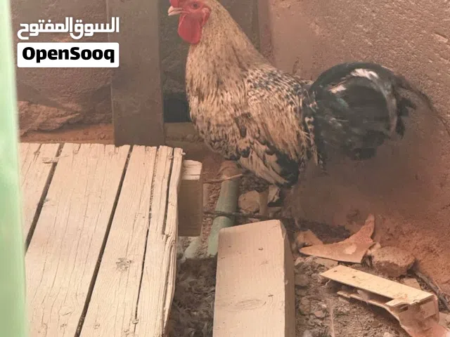 السلام وعليكم دجاج لبيع عرب وبيه اسباني مختلف العمر كلمن وسعره الي يعجبك اخذ صورته وراسلني خاص كله خ