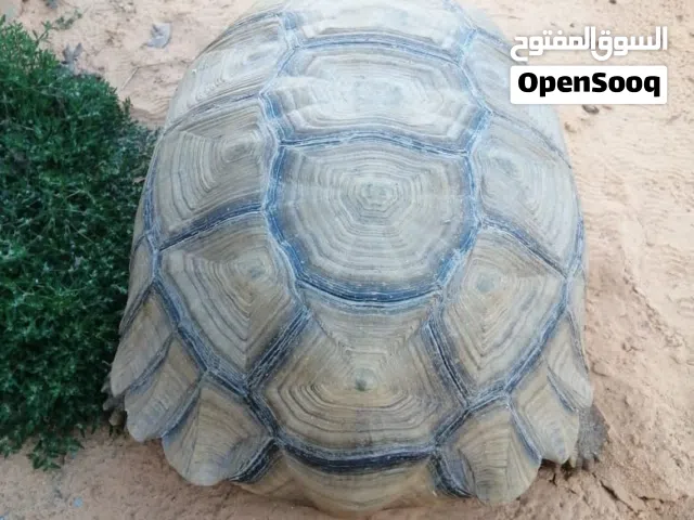 سلحفاه كبيره جدا ونادره