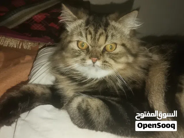 للبيع قط هاف بيكن فيس لون تيجر