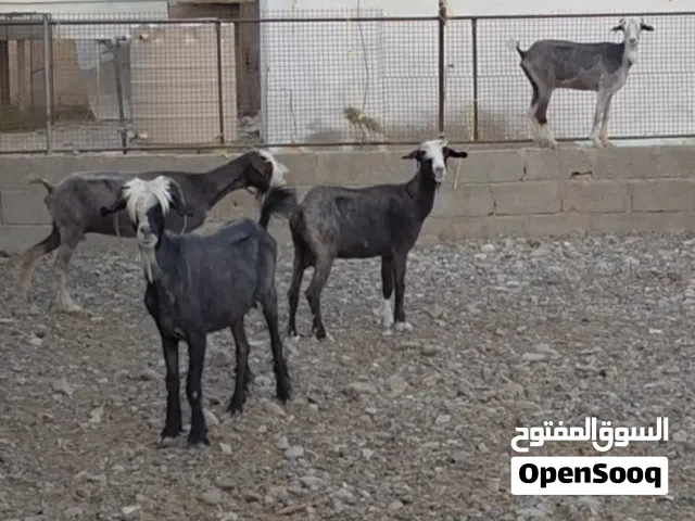 شواه حلال بني سعيد