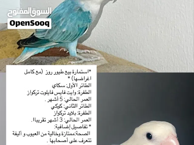 2 طيور روز للبيع مع كامل أغراضها)