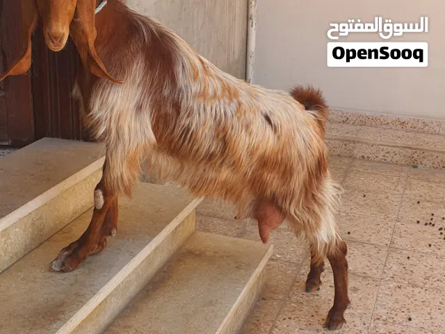 السلام عليكم مجموعه معيز ماشاء الله عدد 5 تلاته جديان وعناق وعنز متاع حليب وجدي... امه حليب