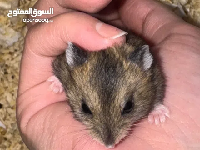 هامستر سوري وروسي