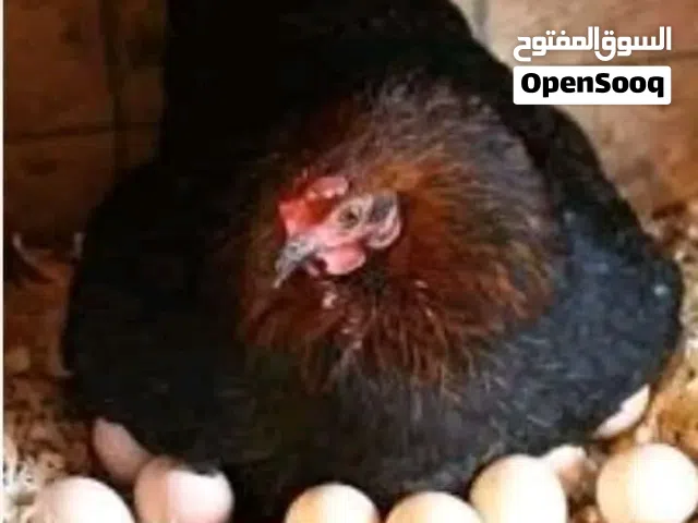موجود جاج راقد للبيع
