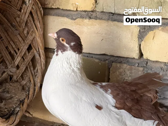 وجبت حمام زينه للبيع