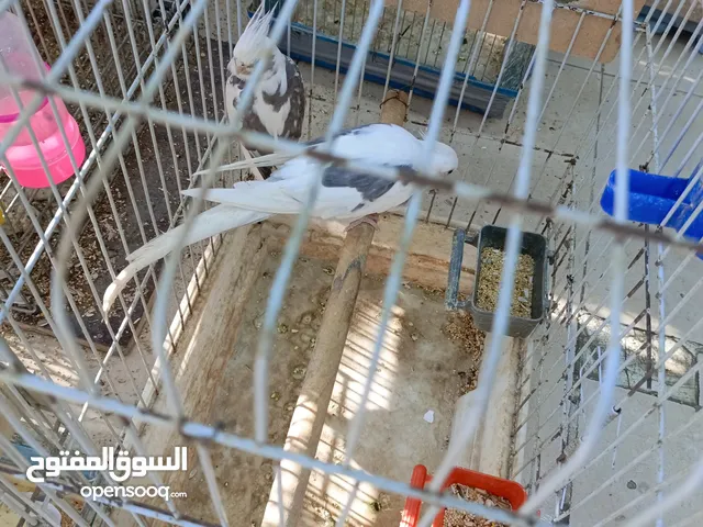 كوكتيل ابيض