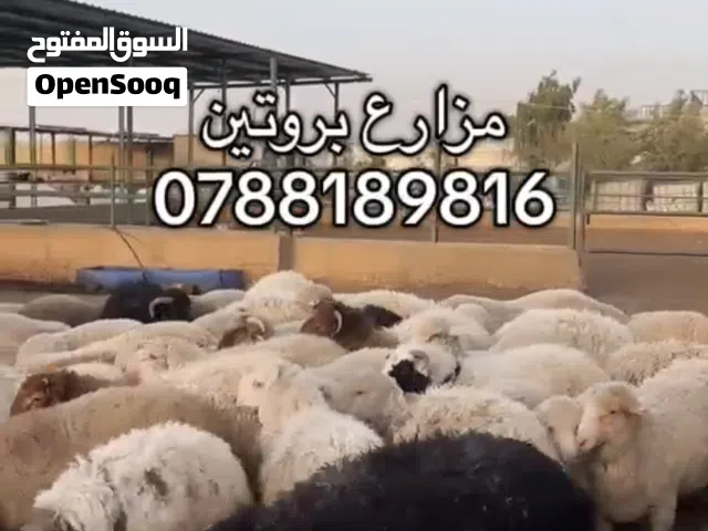 أضاحي بلدي وروماني تربية مزارع بروتين