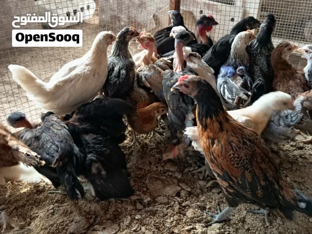 Baby Chickens ( Desi )