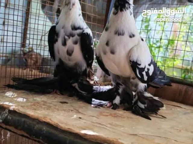 متاح جواز مخليف فراخ سنفور ألماني جواز شغاله ومستوى قوي الله يبارك لصاحب النصيب