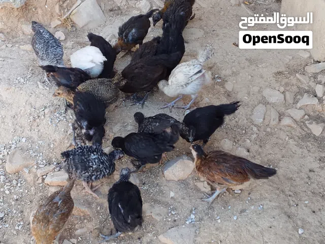 صيصان بلدي