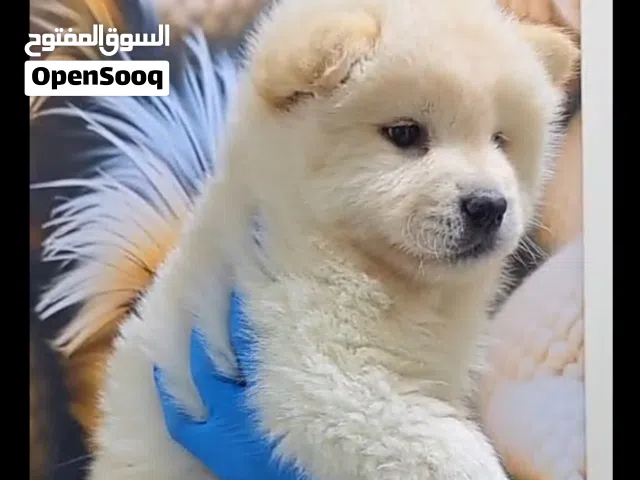 اقتني أجمل جراء التشاو تشاو ذات الفرو الكثيف والشكل الفخم  جراء بصحة ممتازة وحاصلة على جميع اللقاح