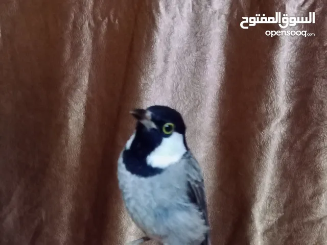 بلبل السيبه أليف للبيع