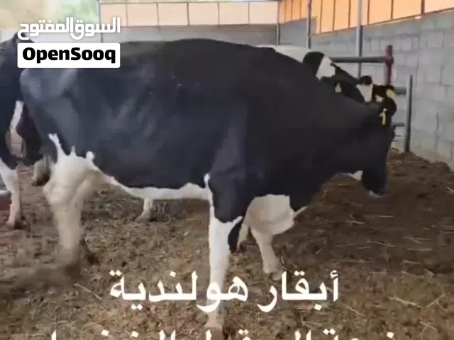 عجال ظفاريات وصوماليات وابقار هولاندية