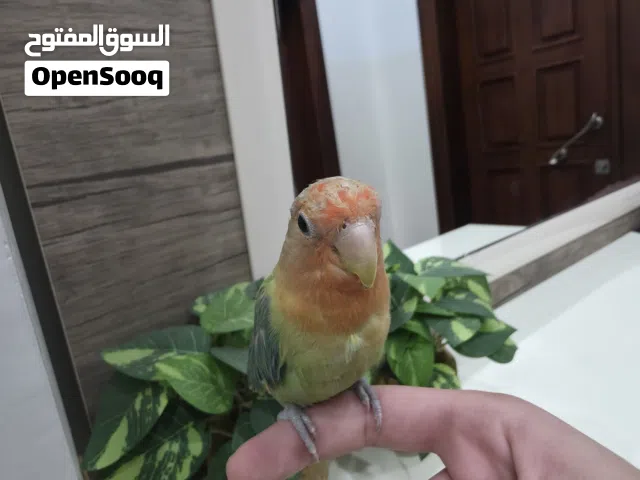 ببغاء بركديلو ترويض فل شوف الوصف لوطا