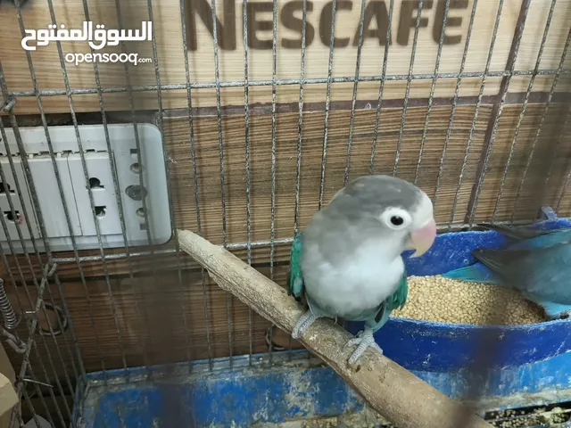 جوز روز للبيع او للبدل شغلات ميه بل ميه