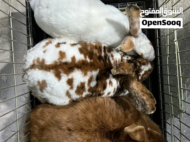 متاح ارانب مميزة أصول مستورده