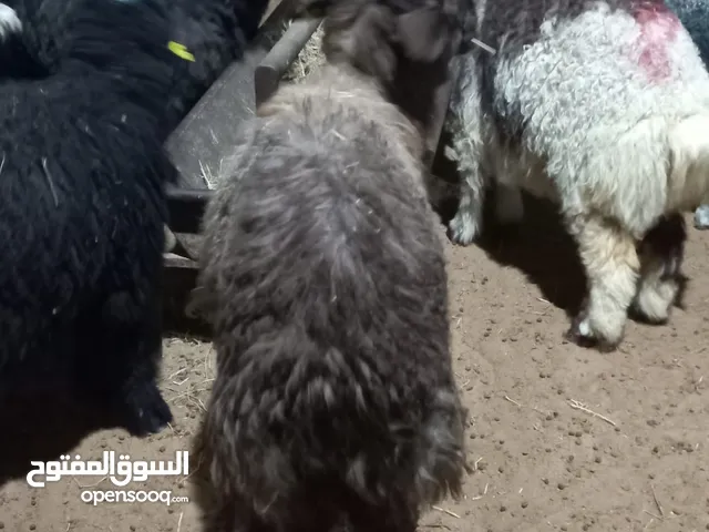 ذبائح نجدي ونعيمي. وتيس ذبح مع التوصيل