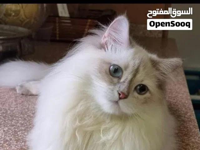 Mia Himalayan breed for adoption