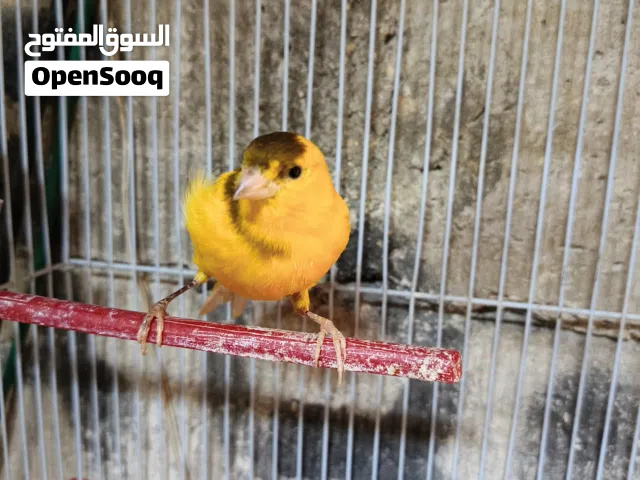 فحلين وطيره البيضه البيع كوم ( الفحول لسا ودهم شهر بل كثير وبكون جاهز للجيزه