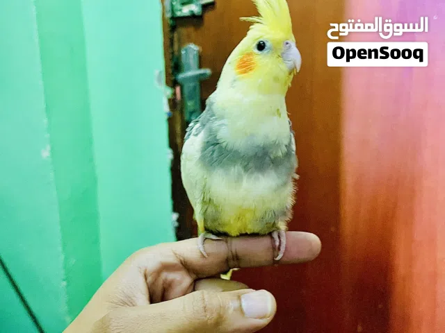 كوكاتيل صغير أليف جدًا – يقف على اليد ويحب اللعب