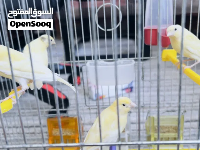 للبيع انثى كنار و 4 مخاليف