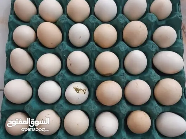 يتوفر بيض تفقيس او للاكل بيض دجاج عرب وابو ركيبة ويتوفر فيومي مصري الفضي والجباحب