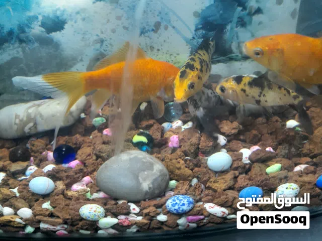 سمك للبيع