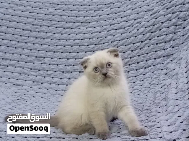 سكوتش فولد وبرتش عمر شهرين