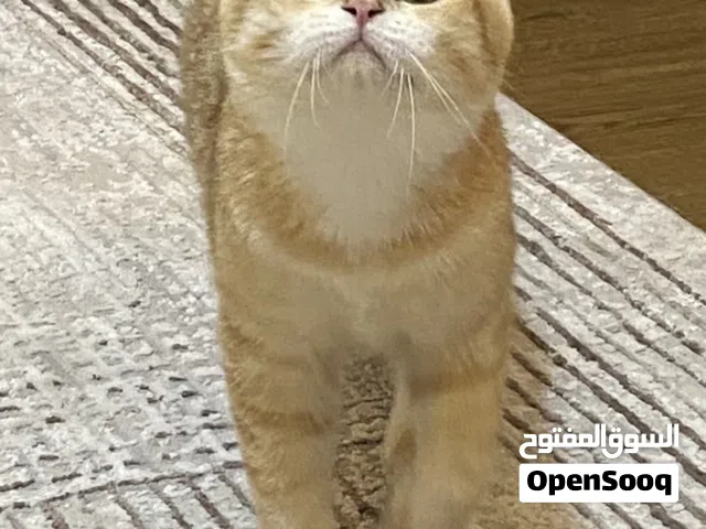 قطط سكوتش و بيرتيش بيور للبيع العاجل