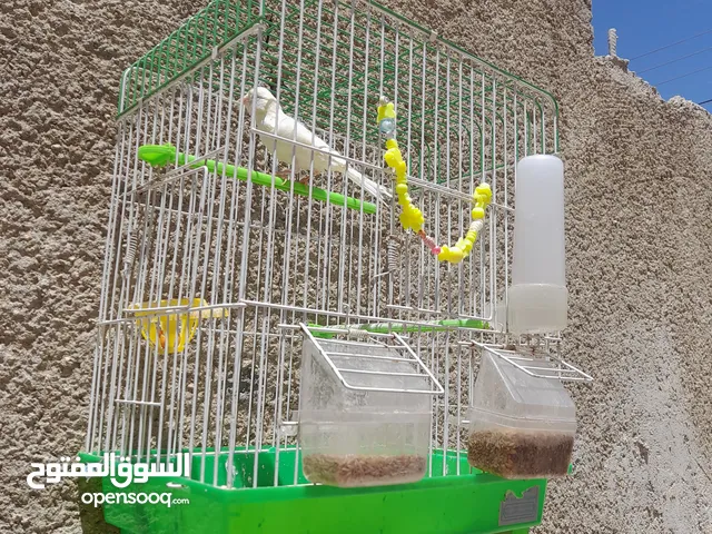 طيره كنار مشاء الله