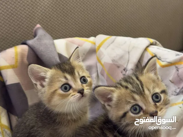 قطط سكوتش للبيع